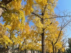 -三里屯东五街银杏大道