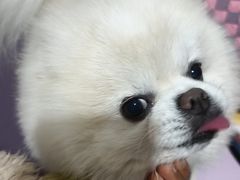 -辛巴宠物医疗中心·骨科·内分泌专科·心肾专科(亭林公园店)