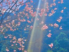 -九皇山景区
