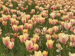 -杭州湾海上花田景区