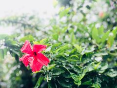 -华侨城湿地公园