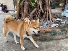 -柴犬高等学院·狗咖·柴犬售卖·宠物训练