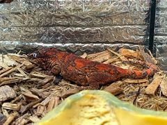 -酷以爬仙阁实体爬宠店·守宫·蜥蜴·专业繁育