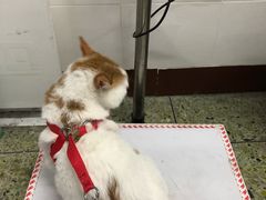 -成都民大动物医院