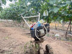 -马陆小张葡萄园农家乐