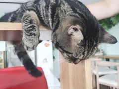 -这儿没有猫·猫咖萌宠馆·撸猫