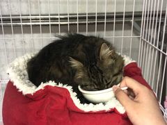 -关爱宠物医院·猫科中心·消化科(滨湖万达分院)