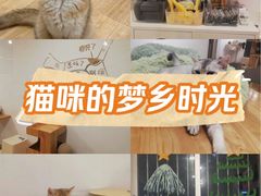 -有喵·猫咖·狗咖·30几只猫10只小狗(岗厦店)