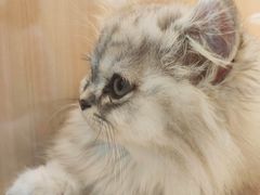 -momokira米努特·德文卷毛猫·棉花面纱犬
