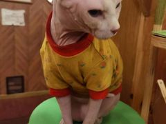 -MOCHA明星猫咖(田子坊店)