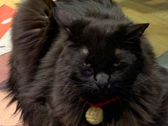 -藏猫猫咖啡主题馆(中央大道店)