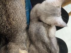 -楼上猫咖(罗湖店)