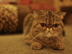 -more than meow吴止猫主题餐厅(承德 中船汇店)