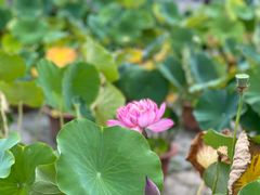 -莲花池公园
