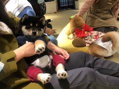 -逗柴咖啡屋·狗咖猫咖宠物桌游