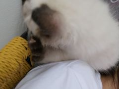 -有宠宠物(YOUCOIN·未来店)