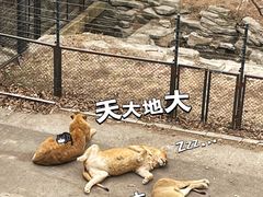 -大连森林动物园