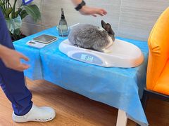 -北京观赏动物医院·24小时大型综合·猫专科·异宠专科