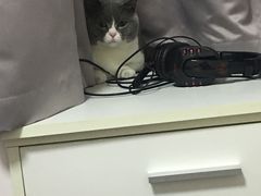 -伟伟宠物医院·CT影像中心·瑞派犬猫综合性门诊(汉口总院)