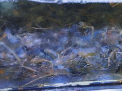 -八仔大富楼·河鲜(西江店)