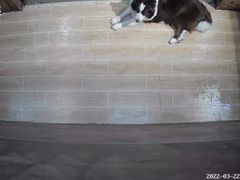 -宠物之家Pets Home 宠物寄养酒店