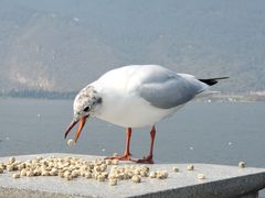-海埂大坝