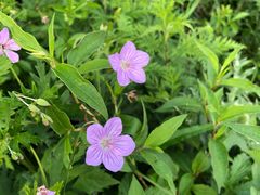 -白草畔自然风景区