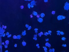 -欢乐海岸海洋奇梦馆