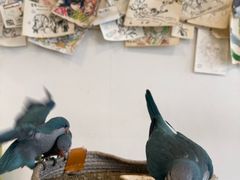 -吉丁鸟咖·异宠·寄养