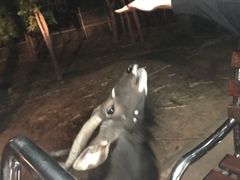 -清迈夜间动物园