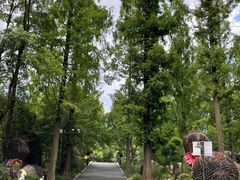 -东平国家森林公园