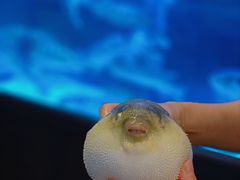 -肆月河豚·淮扬菜·湘菜(华天店)