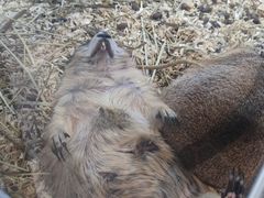 -酷以爬仙阁实体爬宠店·守宫·蜥蜴·专业繁育