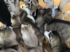 -Husky Go! 哈士奇体验馆·宠物咖啡厅狗咖