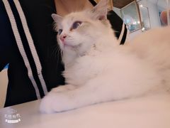 -吉丁鸟咖·异宠·寄养