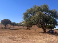 -五角枫生态旅游景区