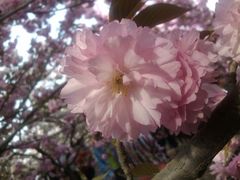 -西安青龙寺遗址景区