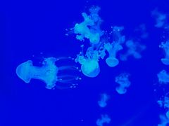 -沈阳海洋探索中心