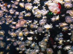 -太平洋海底世界