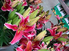 -星巴克臻选(成都宽窄巷子店)