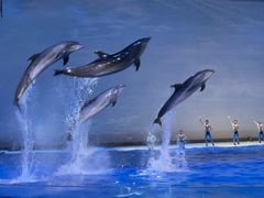 -上海海昌海洋公园