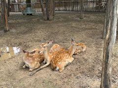 -鄂尔多斯野生动物园