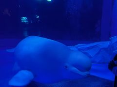 -上海海昌海洋公园-冰山北极馆