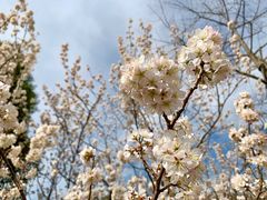 -上海吴淞炮台湾国家湿地公园