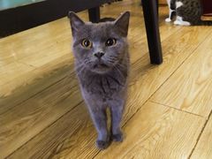 -萌喵咖啡屋(人民东路4号口M16商铺店)