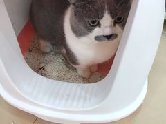 -喵宠乐园·撸猫互动·猫舍