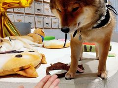 -柴务处·柴犬主题狗咖