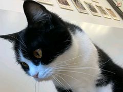 -有喵·猫咖·狗咖·30几只猫10只小狗(岗厦店)