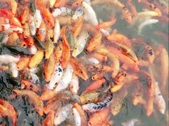 -春晖园度假酒店温泉