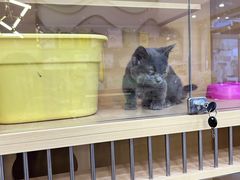 -钦宠·猫咪售卖·洗护·寄养(东圃旗舰店)